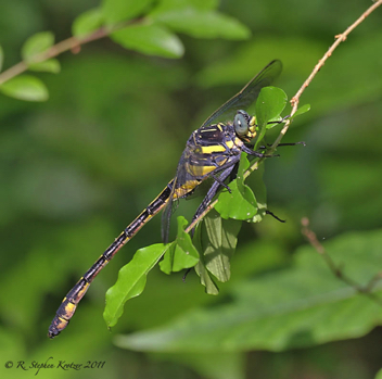 Hagenius brevistylus, male